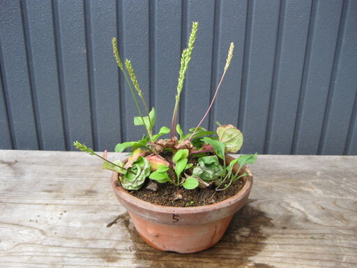 ⑤. entering Sazae oo bako. entering fields and mountains grass not yet raw stock .. bonsai ...