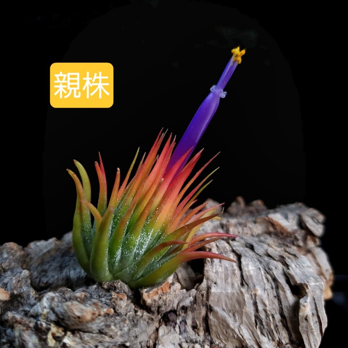 Tillandsia ionantha v.stricta f.fastigiata RFI