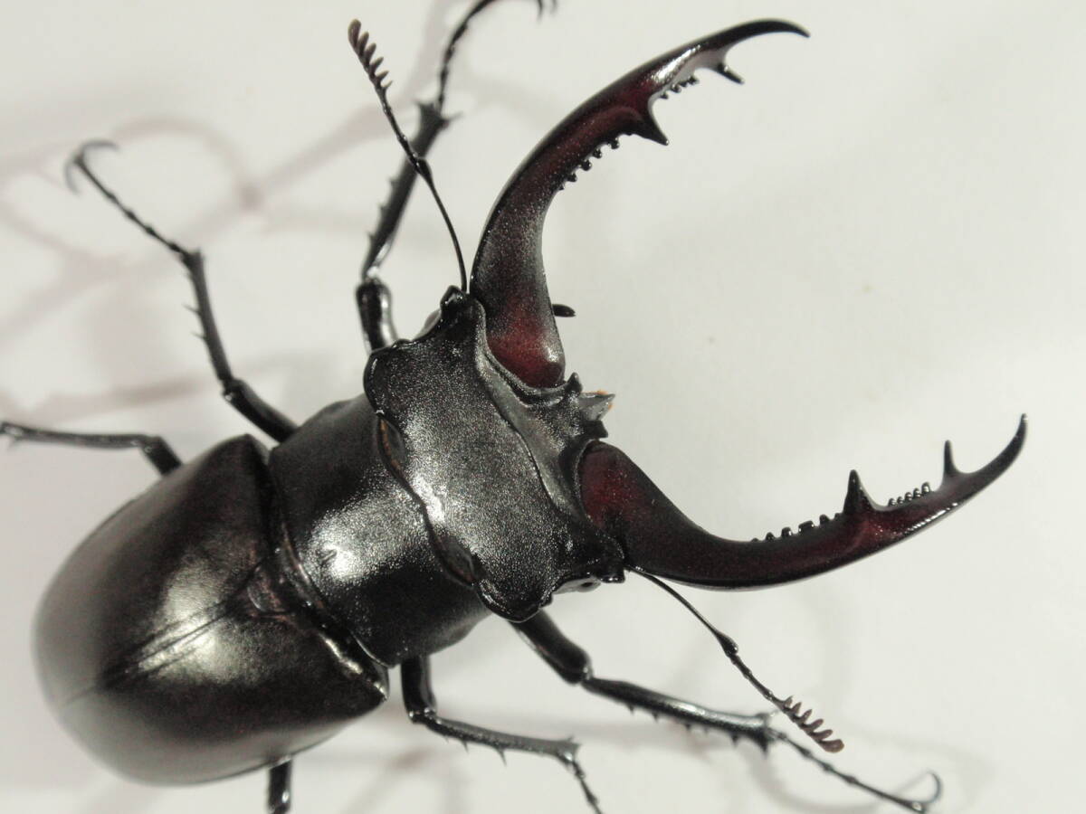 ◆◆ No.42 アクベシアヌス ミヤマ 大型 ♂ 69.2mm ，♀45.0mm ペア ◆◆