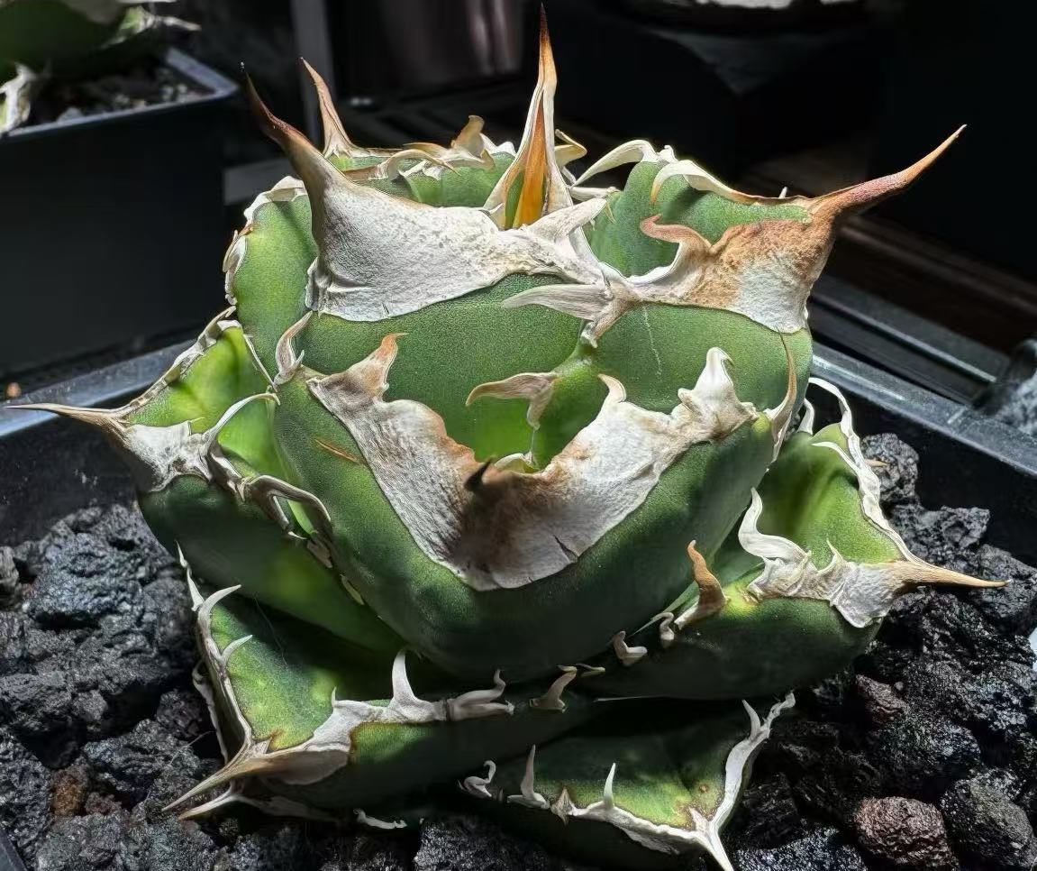 R25【瀧將plant】多肉植物 アガベ チタノタ Agave titanota 大白鯊 純血統 TC 株