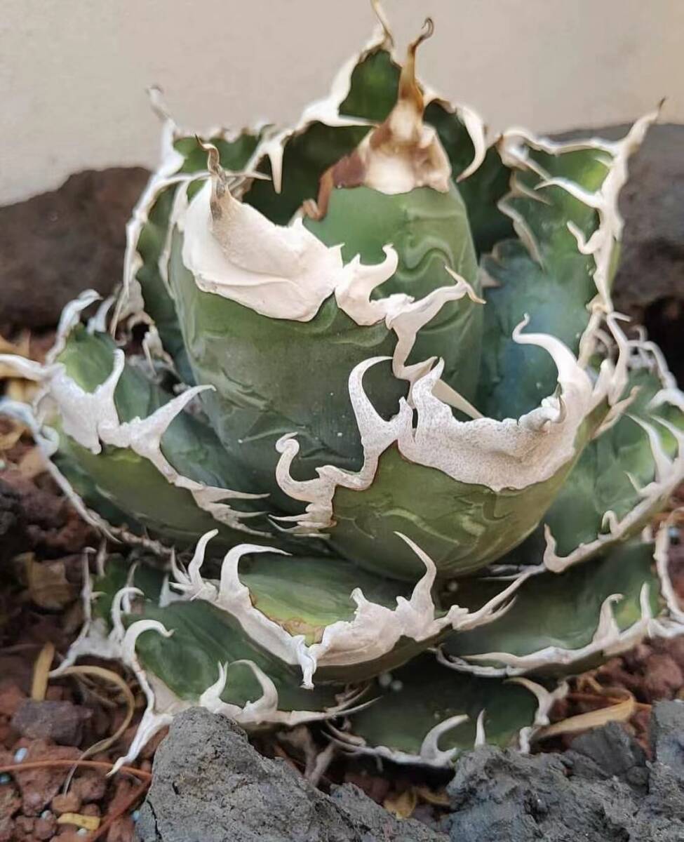 B30【瀧將plant】多肉植物 アガベ チタノタ Agave titanota悪魔君 純血統 TC 株