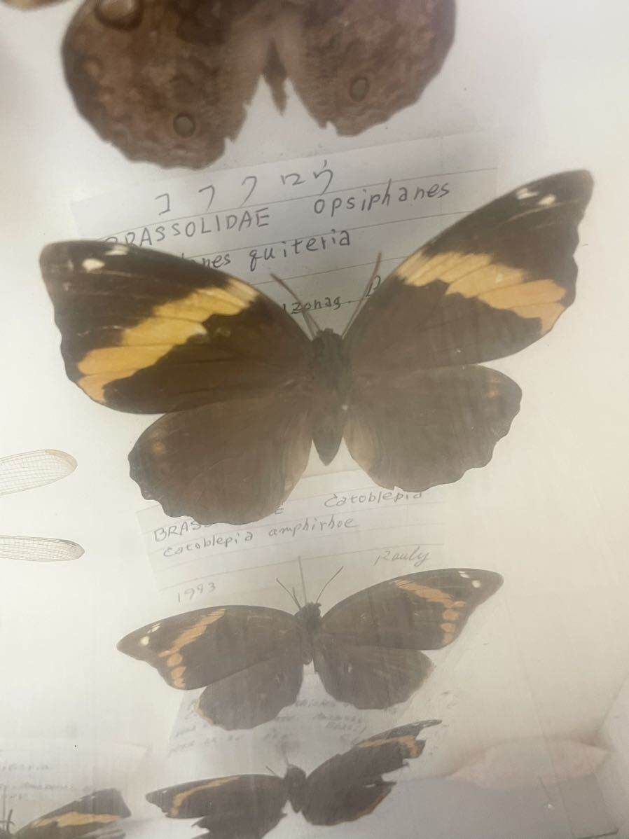 専用 外国産蝶標本‼️ フクロチョウセット 専用 外国産蝶標本‼️ フクロチョウセット Yahoo!オークション