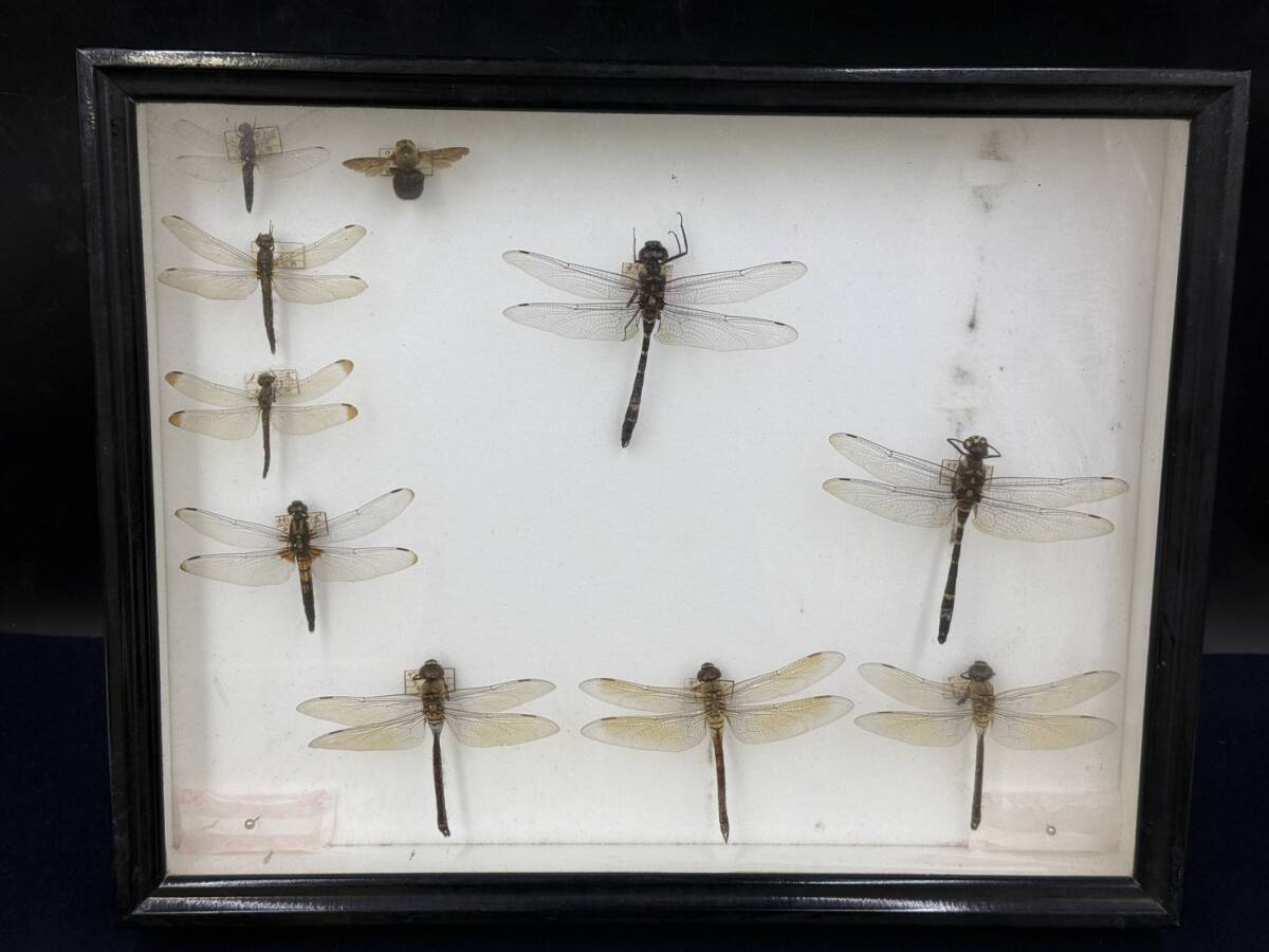 虫 標本 トンボ 他 長期保管品/現状品|科学、自然 虫 標本 トンボ 他 長期保管品/現状品|科学、自然