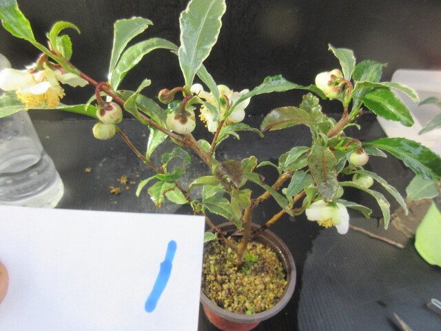 お茶の木　1　斑入り植物・盆栽 その他　豊樹園　 必ず取引規約確認同意で入札を　 