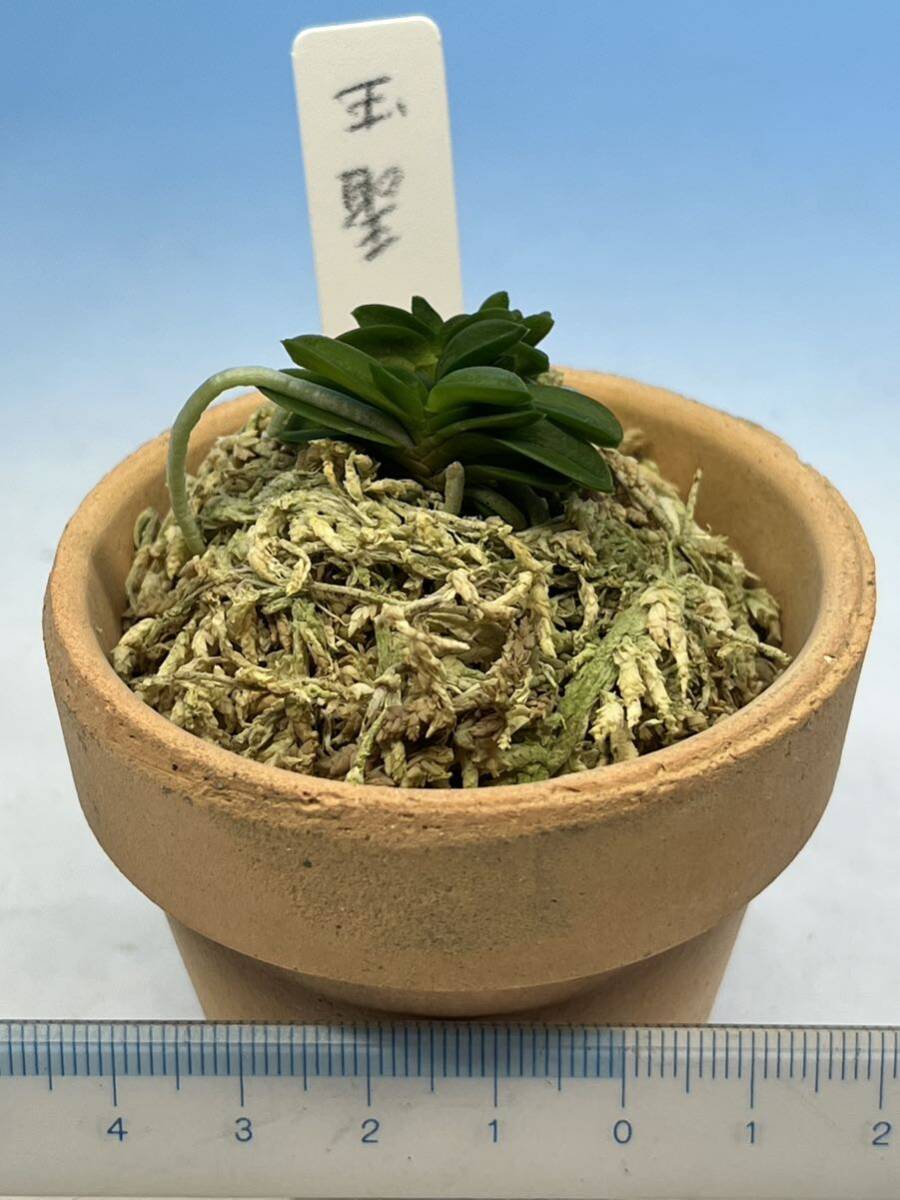 富貴蘭 聖青海