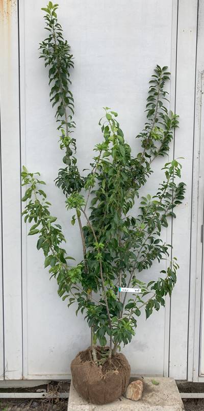 《現品》ソヨゴ　株立ち(雌株・メス株)　樹高1.9ｍ（根鉢含まず）409【苗木/シンボルツリー/庭木/植木/耐陰/耐寒/実を楽しむ木/鉢植え】 