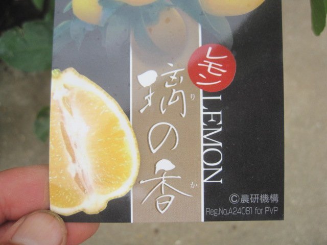 レモン苗　『りのか』　12cmポット　酸味少なく育てやすい