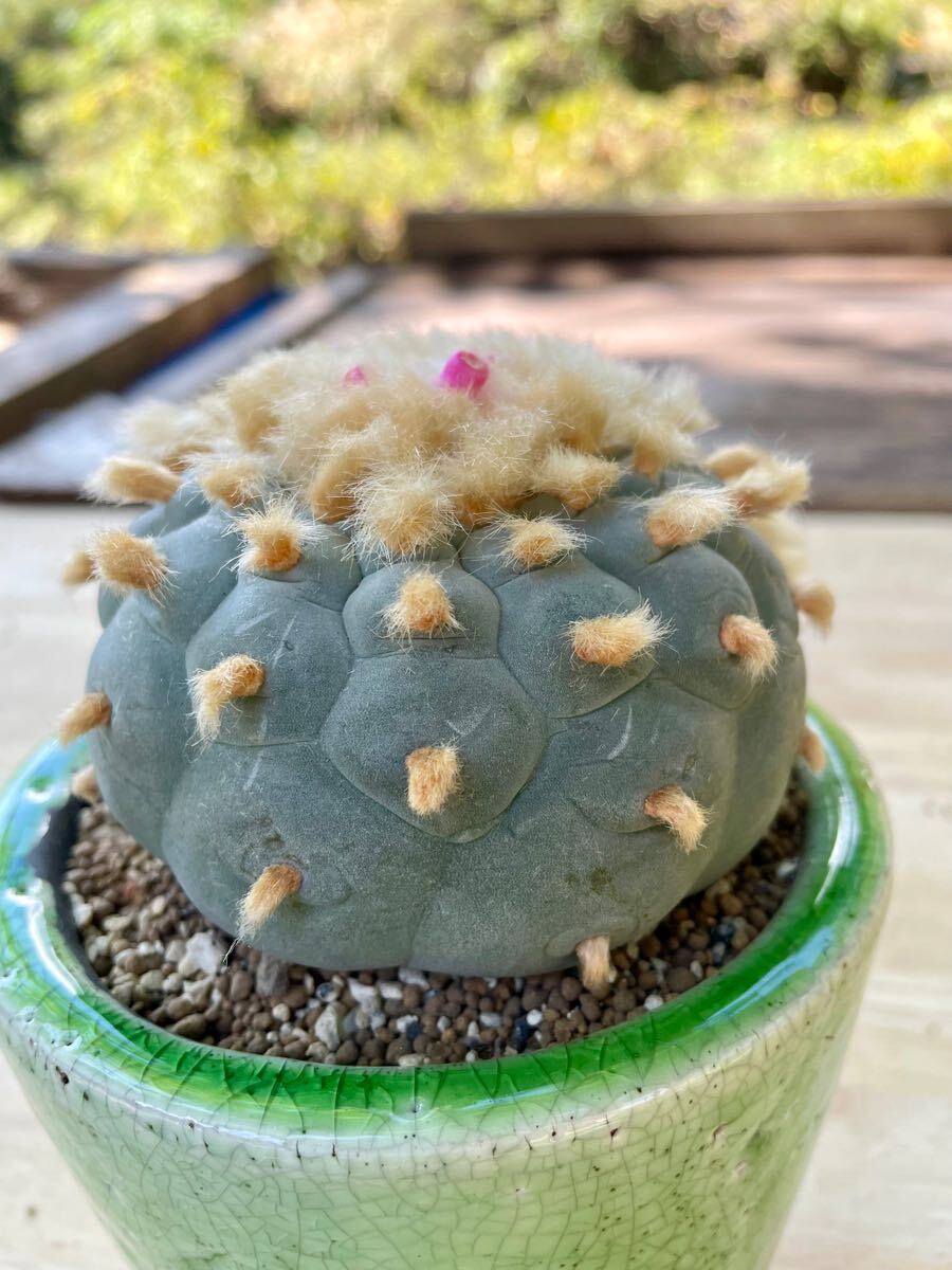 サボテン　疣銀冠玉錦　実生 ロホホラ 実生 疣銀冠玉錦 サボテン多肉植物 疣銀冠玉錦 実生 」