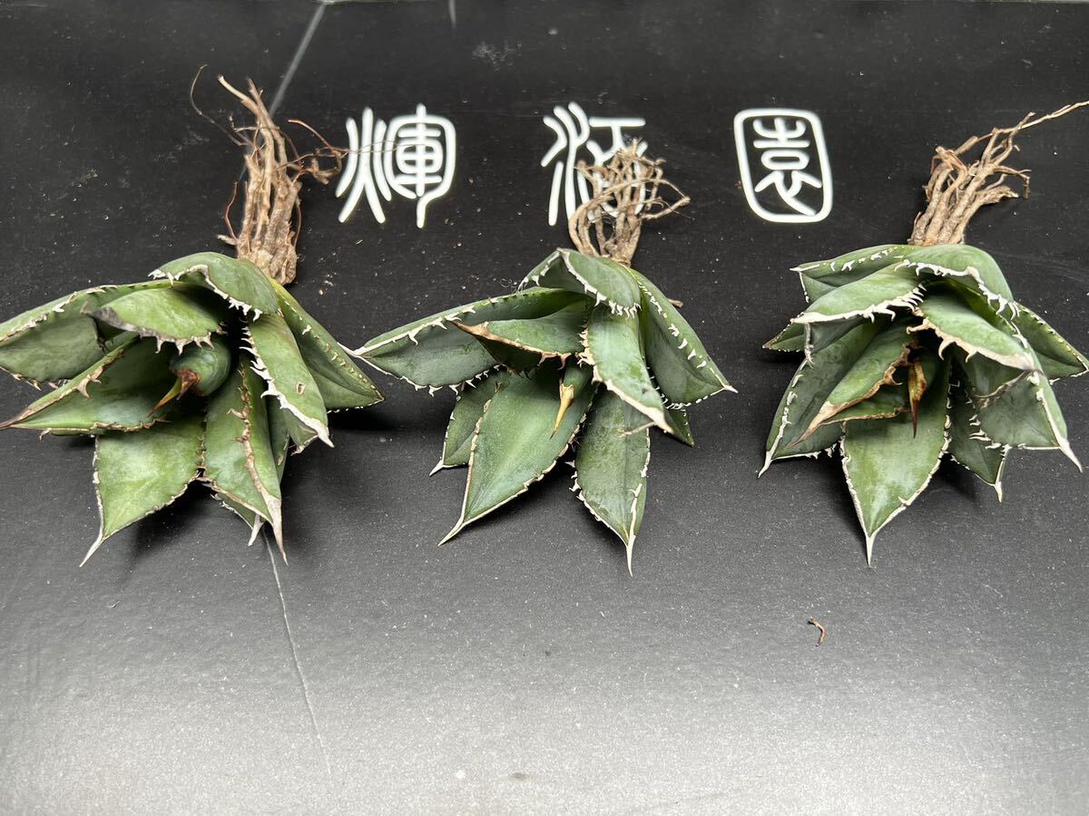 【輝泊園】特選 アガベ チタノタ 多肉植物 海王　育成株3株セット　45-4