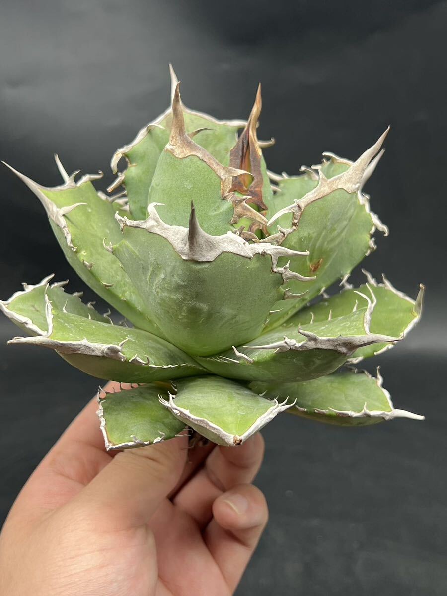 多肉植物アガベ チタノタ スーパー阿修羅 極上株