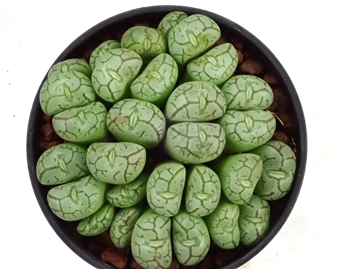 清姫　Conophytum　 scitulum　コノフィツム　多肉植物