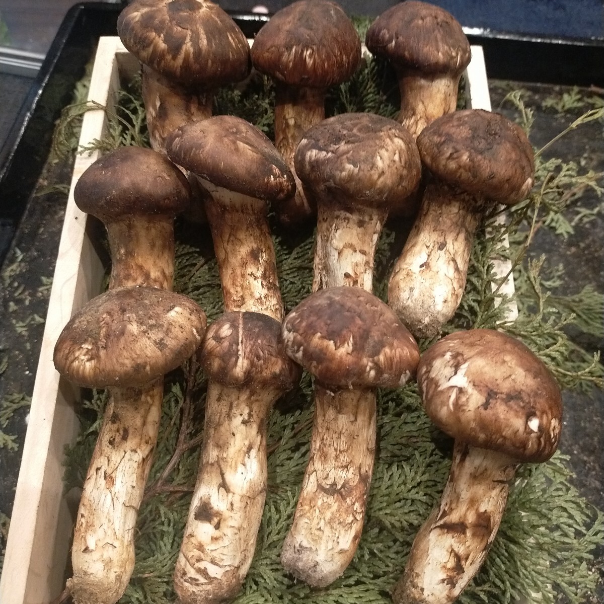 ②【送料無料】 信州産 松茸 長野県 クール便　480g
