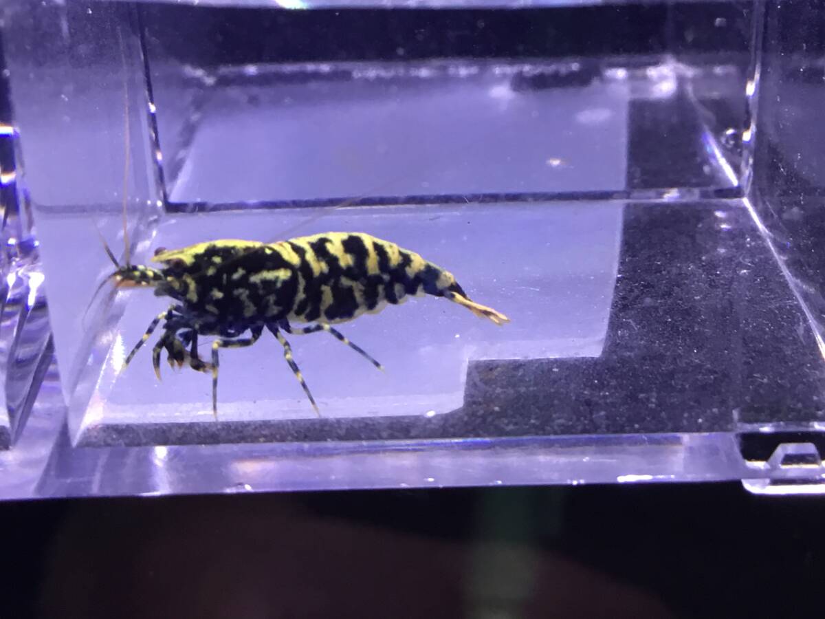 【 HY Shrimp 】Zeus generation 種親メス ※発送は6月14日までです。 【 HY Shrimp 】Zeus generation 種親メス ※発送は6月14日までです。