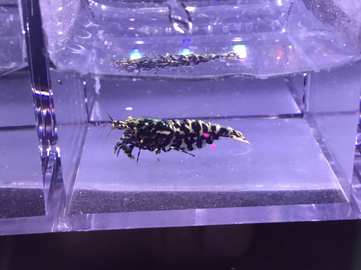 【 HY Shrimp 】Zeus generation 種親メス ※発送は6月14日までです。 【 HY Shrimp 】Zeus generation 種親メス ※発送は6月14日までです。