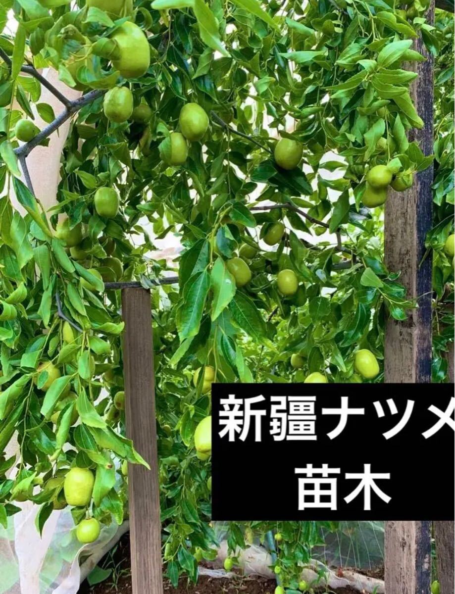 新疆ナツメ (ひこばえ)抜き苗1本