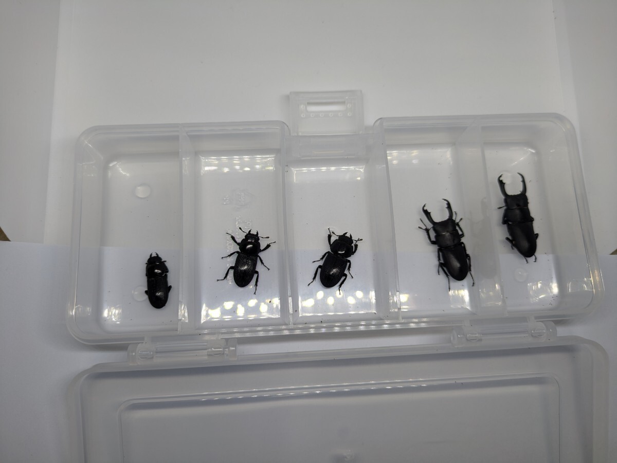 送料無料！大阪府産スジクワガタ新成虫◆♂2♀３
