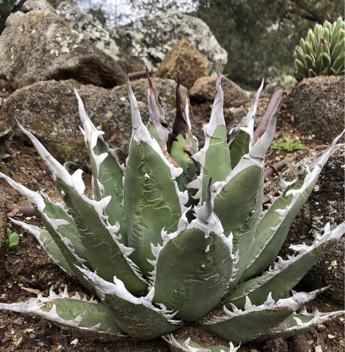 Yahoo!オークション - 大株 hidden agave 希少'White fang'agave Yahoo!オークション - 大株 hidden agave 希少'White fang'agave