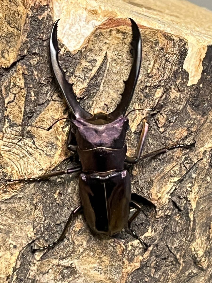 メタリフェルホソアカクワガタ　亜種フィナエ　新成虫 ペア（パープル系）