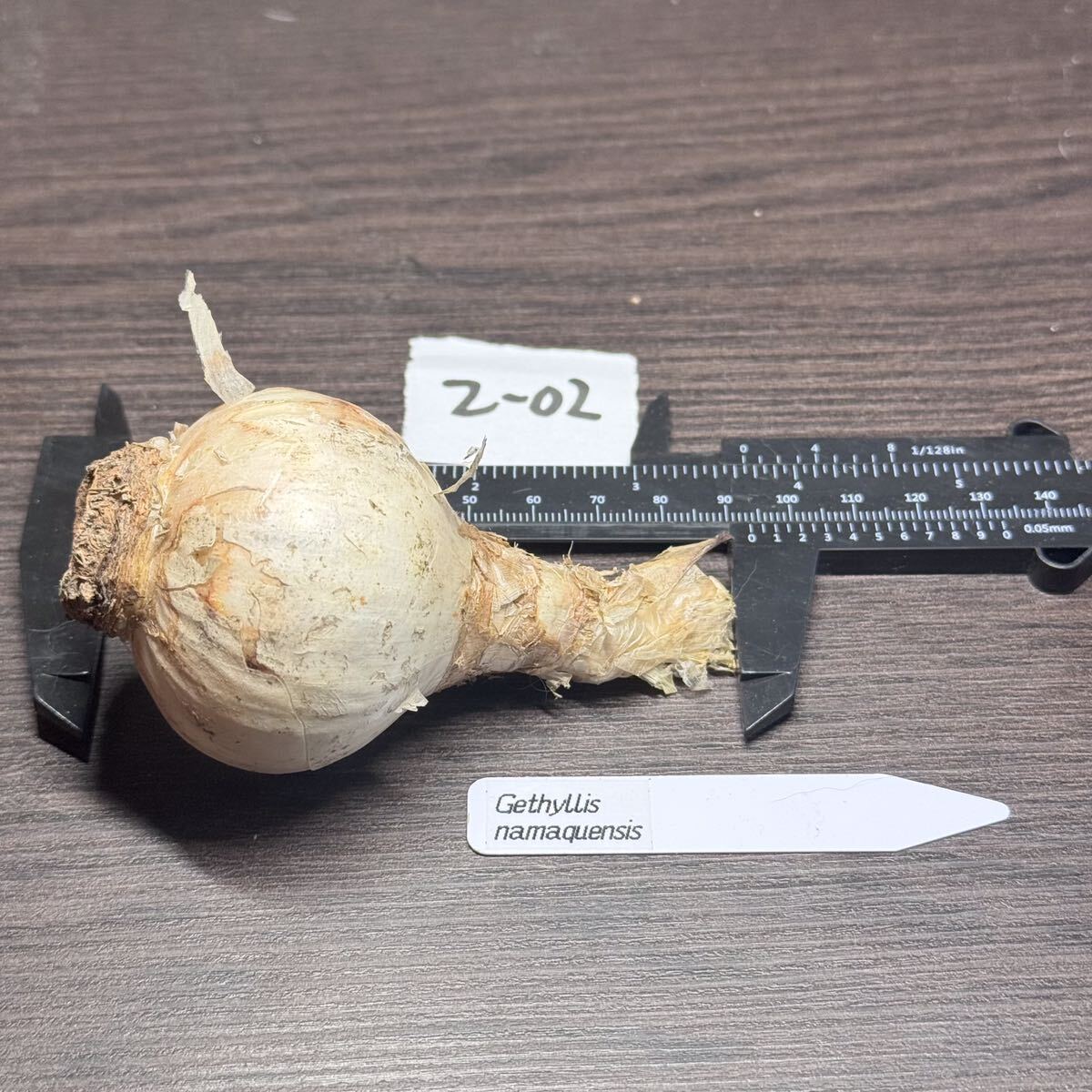 ●Fareal● 2-02 Gethyllis namaquensis