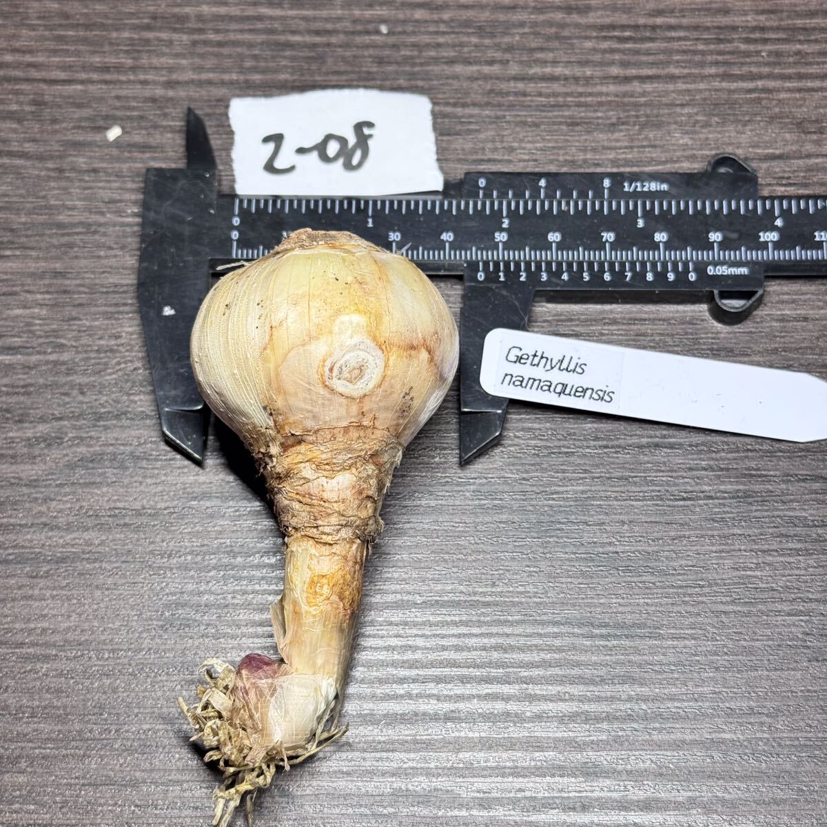 ●Fareal● 2-08 Gethyllis namaquensis