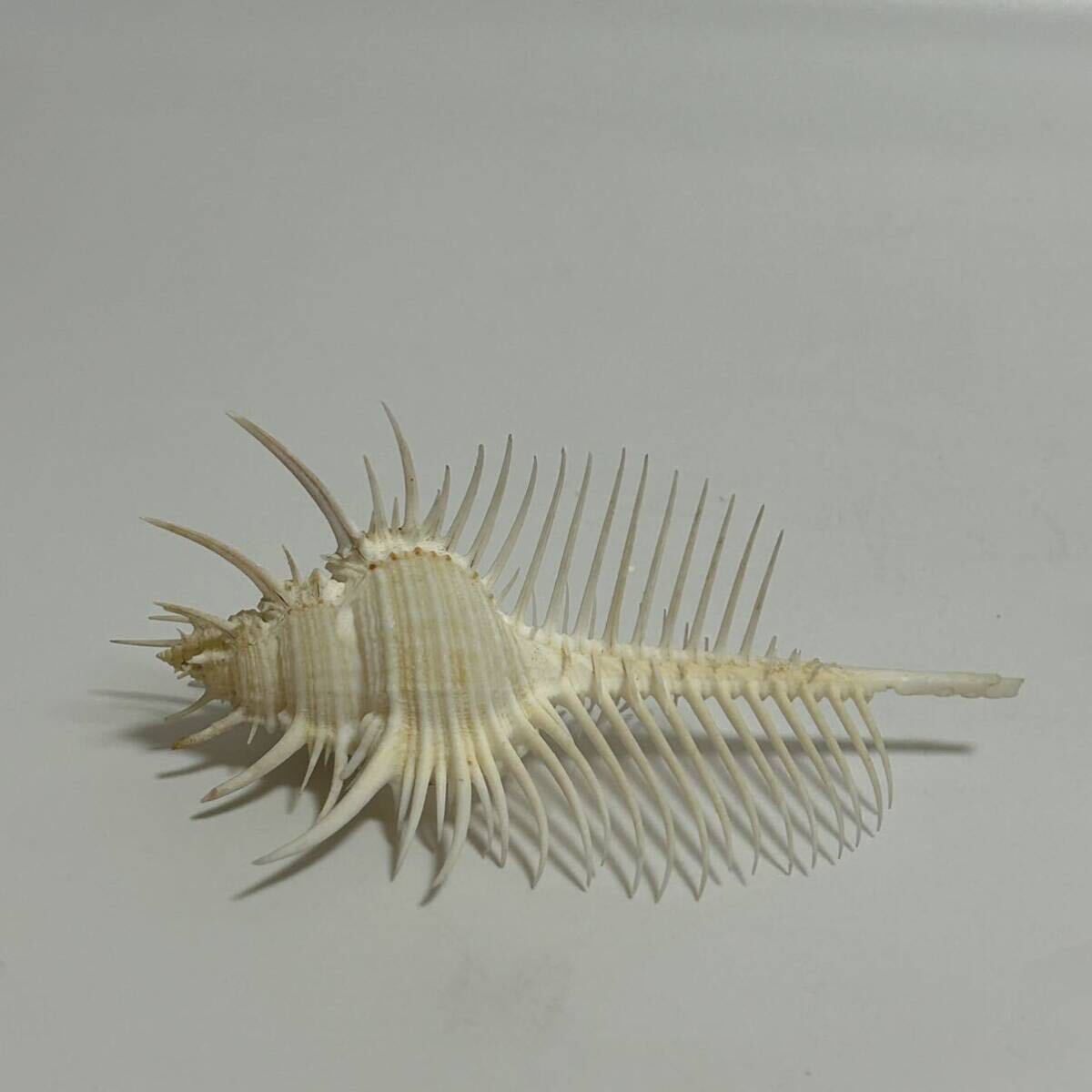 item_image_6