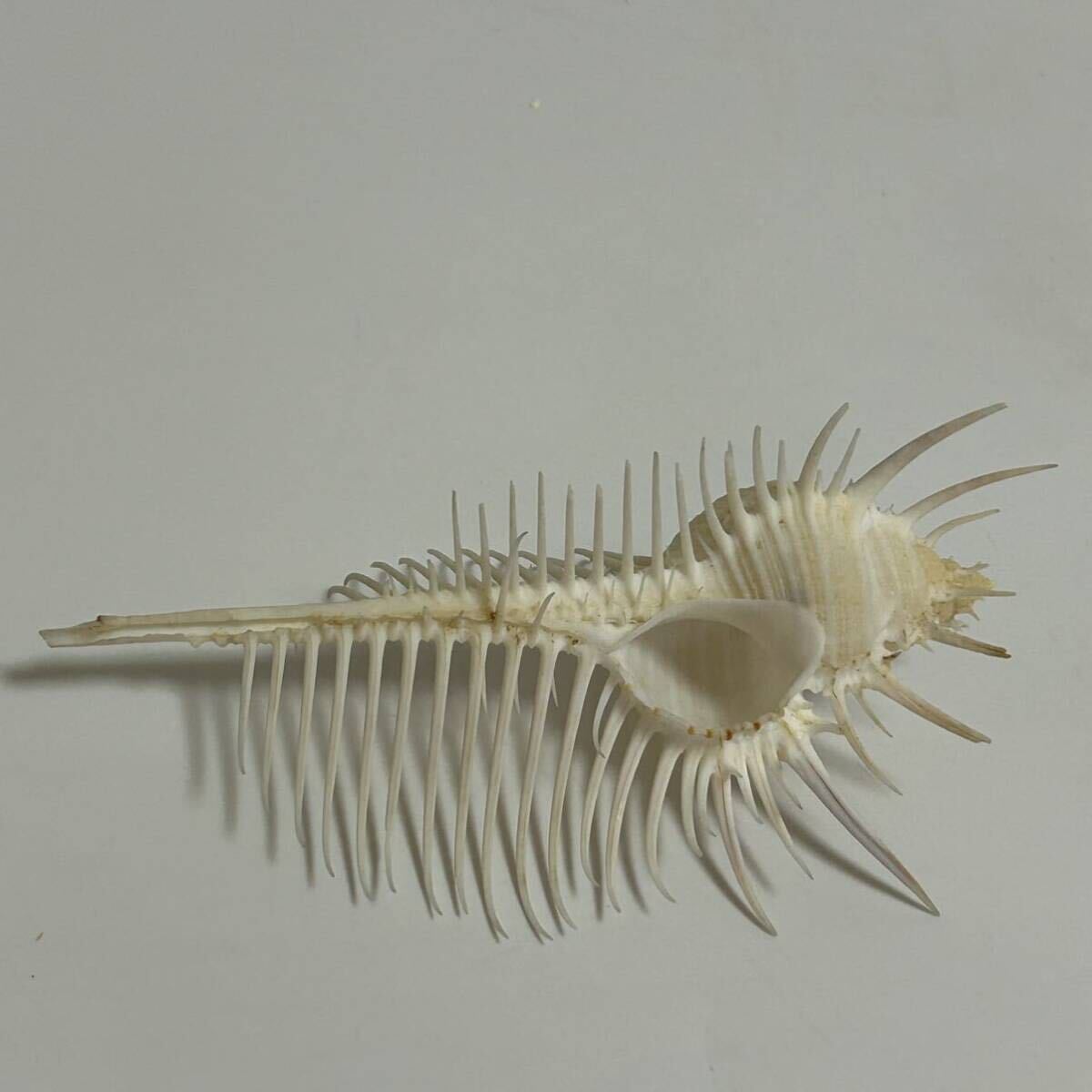 item_image_7