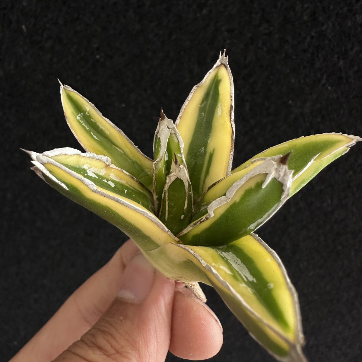 Bibian 比比昂- 【Lj_plants】N419 多肉植物アガベ笹の雪輝山 Bibian 比比昂- 【Lj_plants】N419 多肉植物アガベ笹の雪輝山