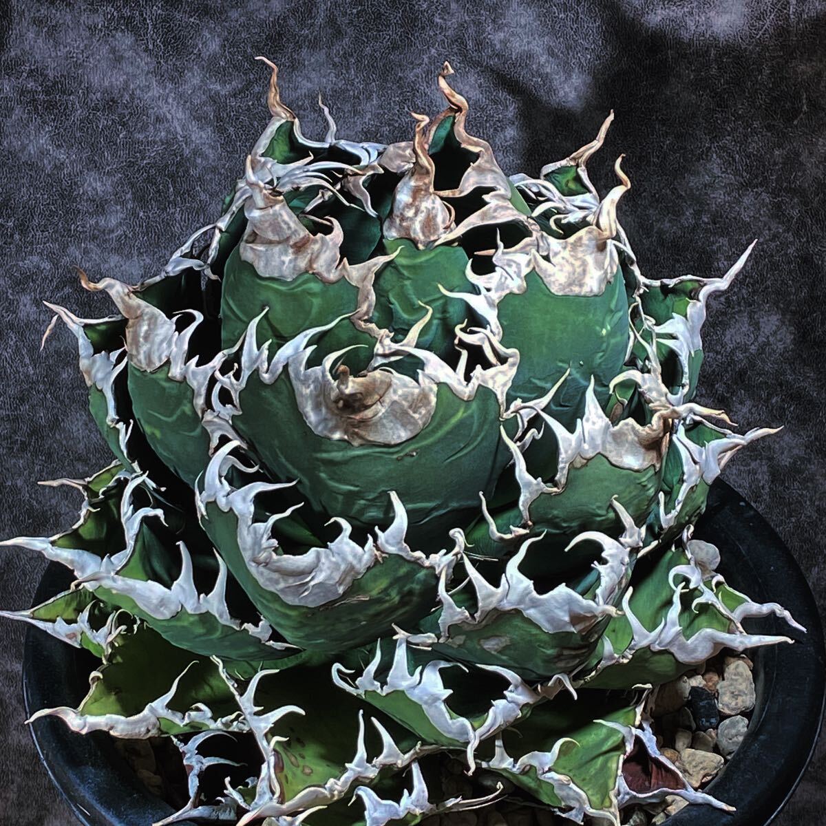 アガベ チタノタ BAKEMONO 親株 (N plants - . Agave titanota アガベ チタノタ BAKEMONO 親株 (N plants - . Agave titanota