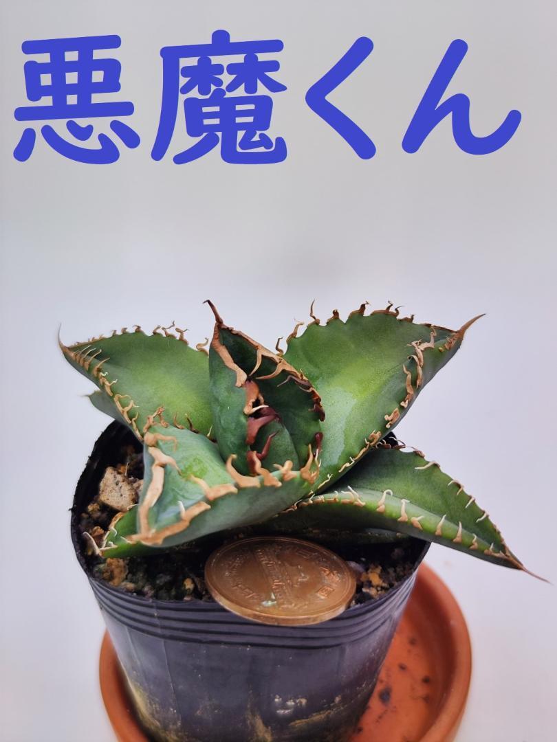 多肉植物アガベ チタノタ 悪魔くんTC株2株セット 観葉植物 - アガベ 多肉植物アガベ チタノタ 悪魔くんTC株2株セット 観葉植物 - アガベ
