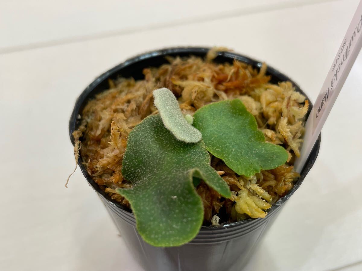 P.willinckii nano 胞子撒き spore スポア ウィリンキー P.willinckii nano 胞子撒き spore スポア ウィリンキー