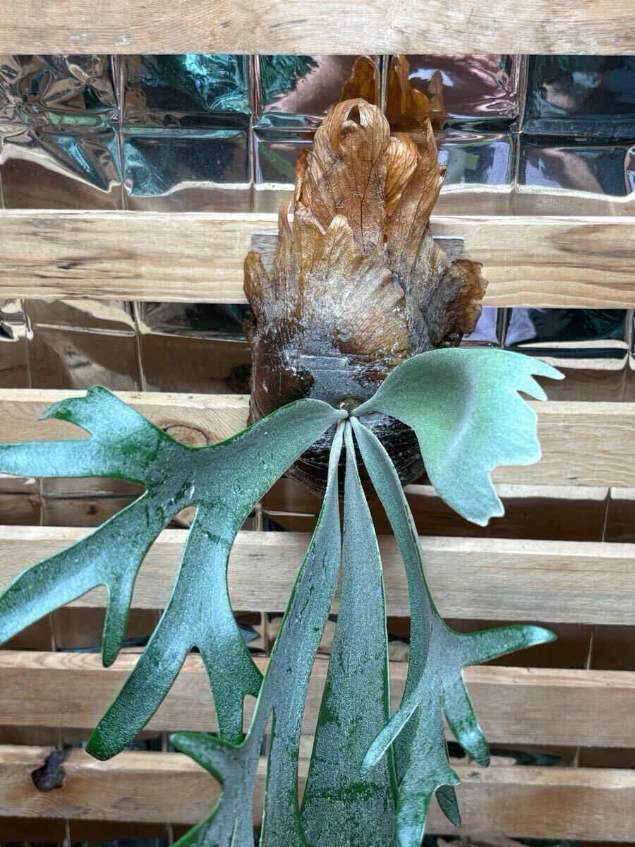 P.willinckii 'Dwarf Tatsuta' TC株