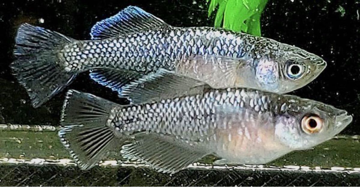 【桜虹めだか】☆ミッドナイトフリル × クラウドグレー光体型『SC-1000』の稚魚〜幼魚10匹(補償2匹含む)大きさ約1cm〜1.5cm(完全無選別)