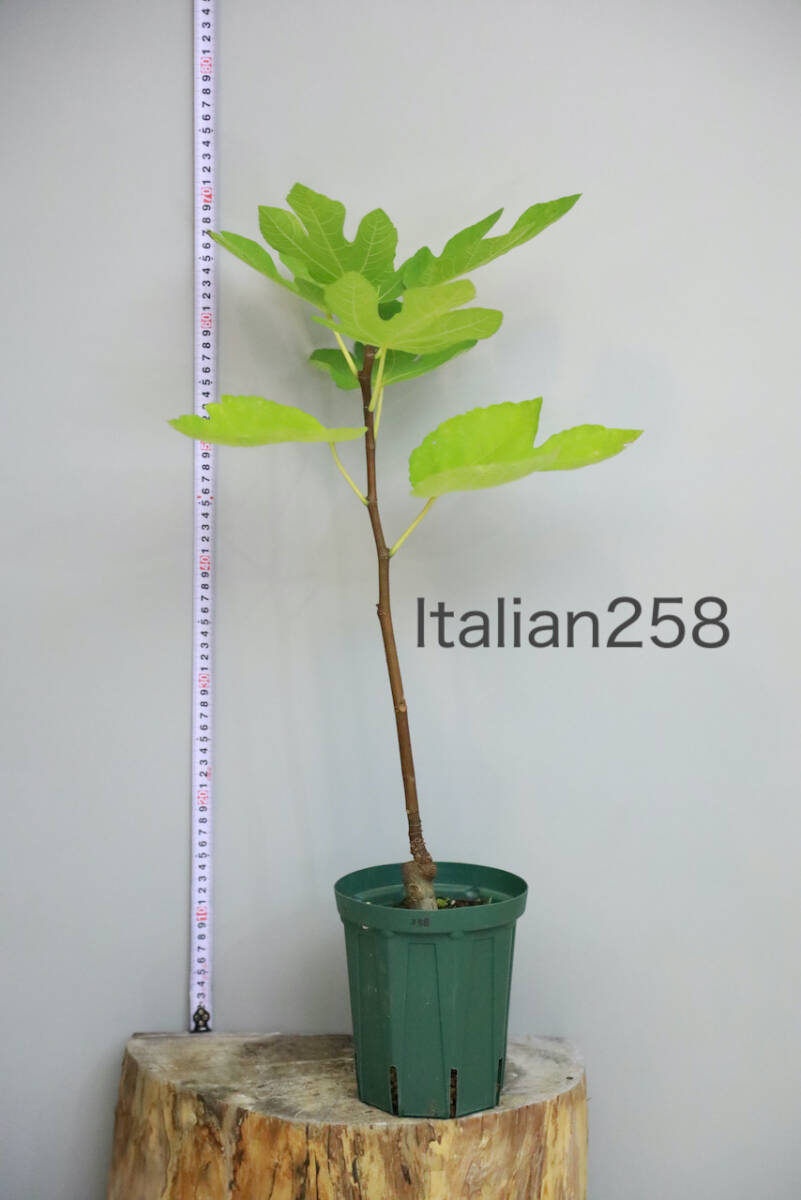 イタリアン258 　Italian258　5号ロングスリット鉢　いちじく　苗木