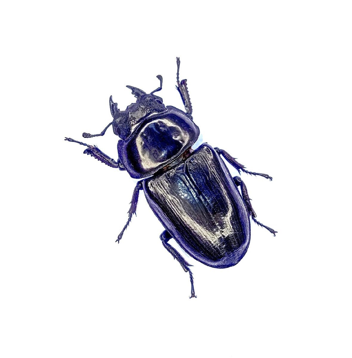 能勢ＹＧオオクワガタ　♀単品５４．８mm！