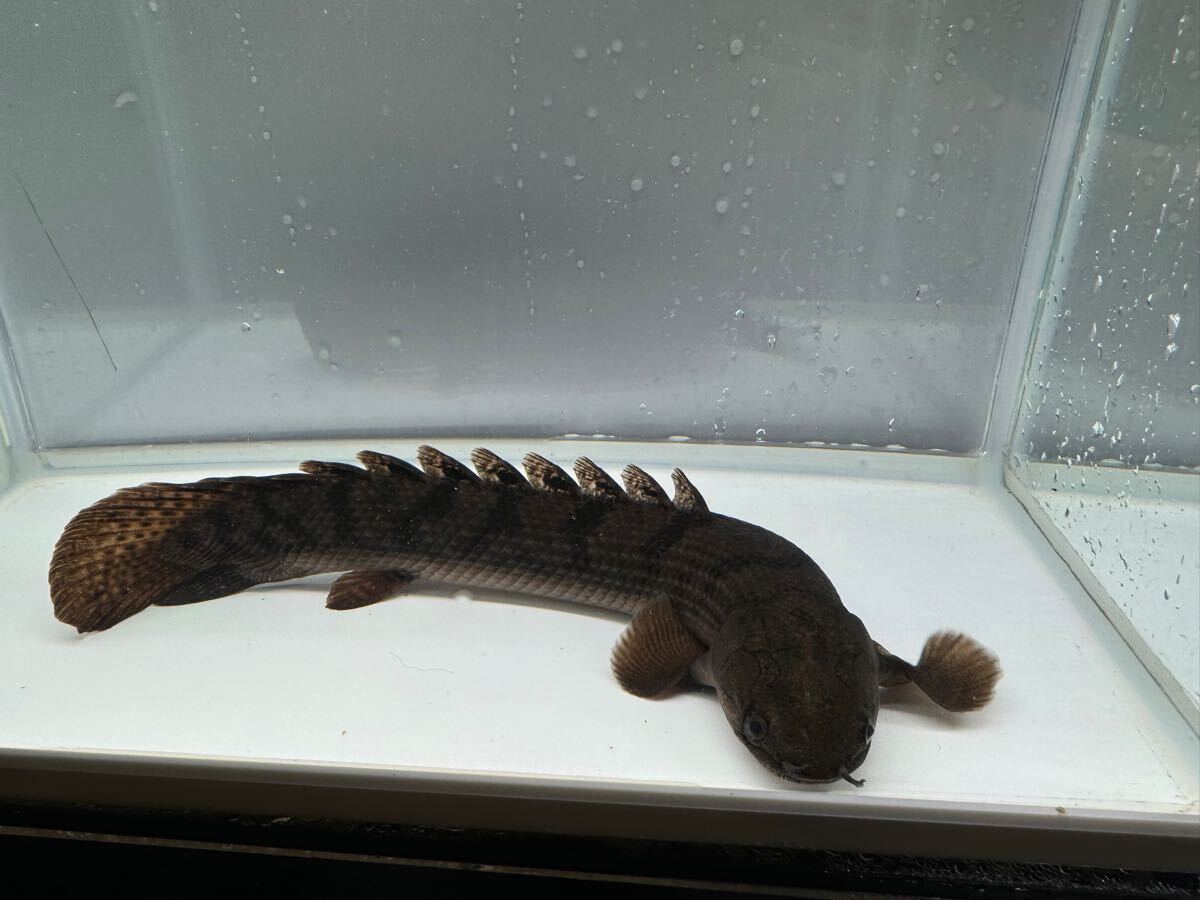 ポリプテルス