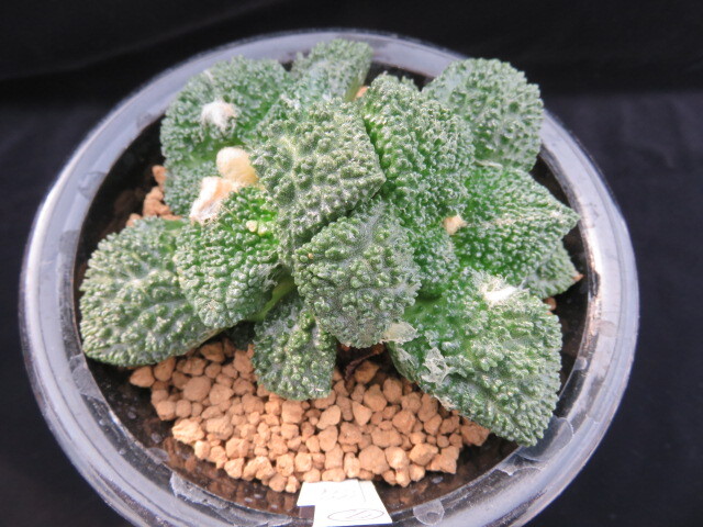 7.HO S. Godzilla ( Twins ) cactus succulent plant 