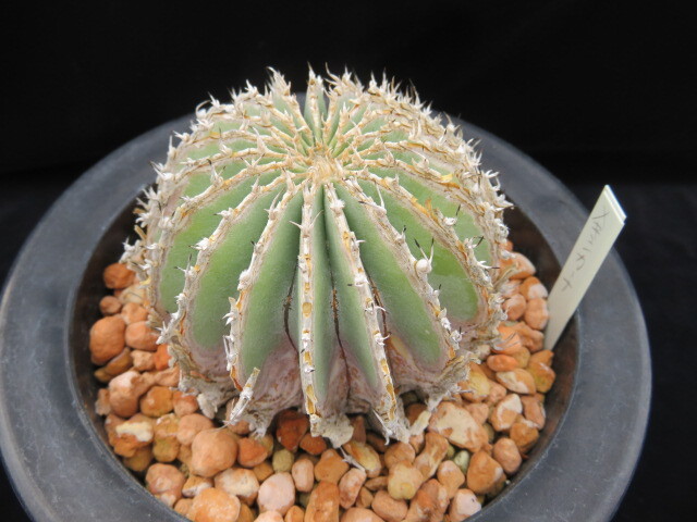 ２０．扁平メキシカーナ　サボテン　多肉植物