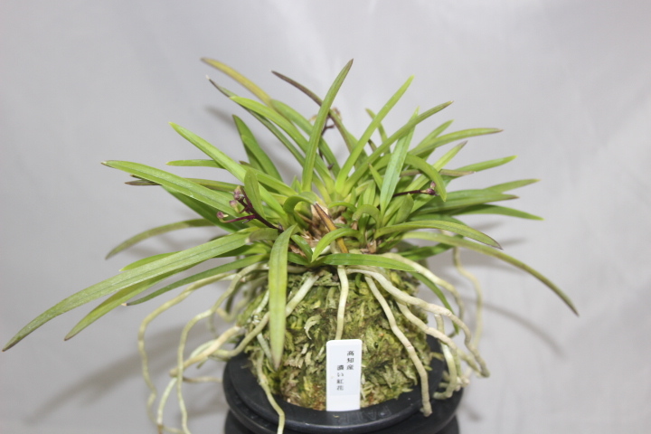 高知産濃い紅花（大株立・花付）　　富貴蘭　フウラン　長生蘭　東洋蘭　山野草　