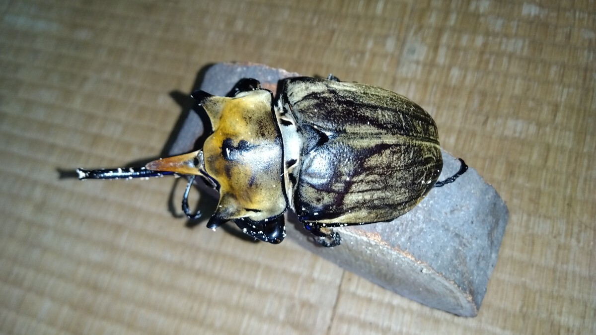 エレファスゾウカブト ペア