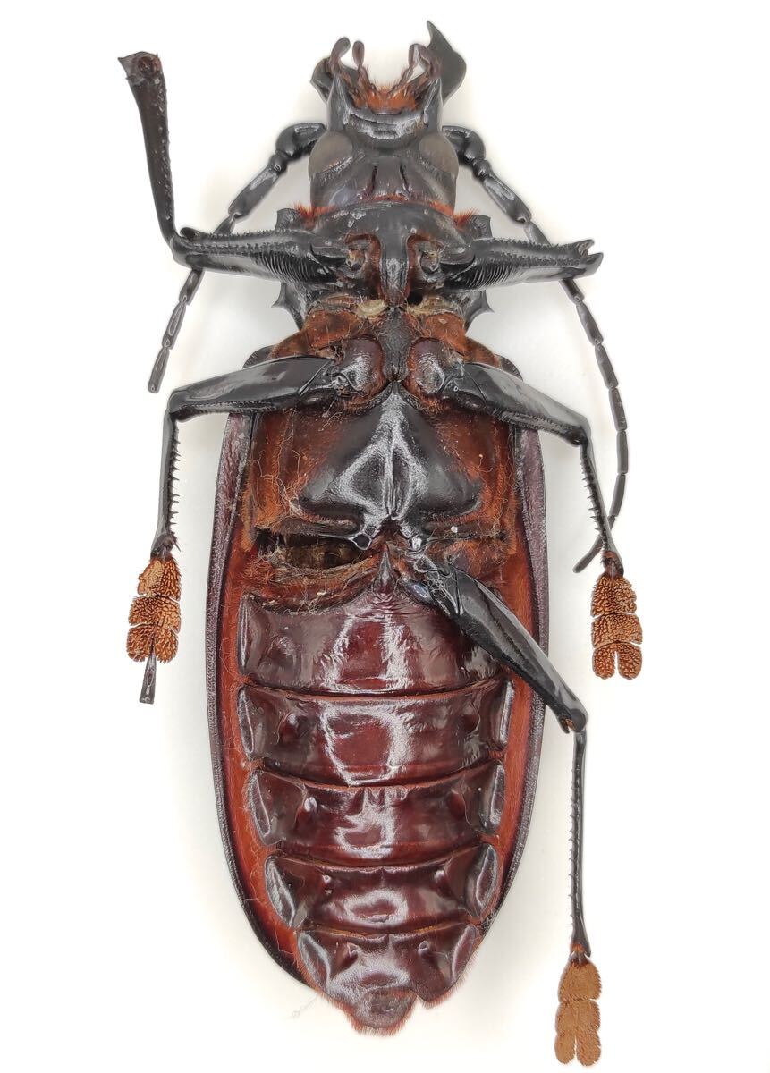 オオキバウスバカミキリ修理品 オオキバウスバカミキリ修理品