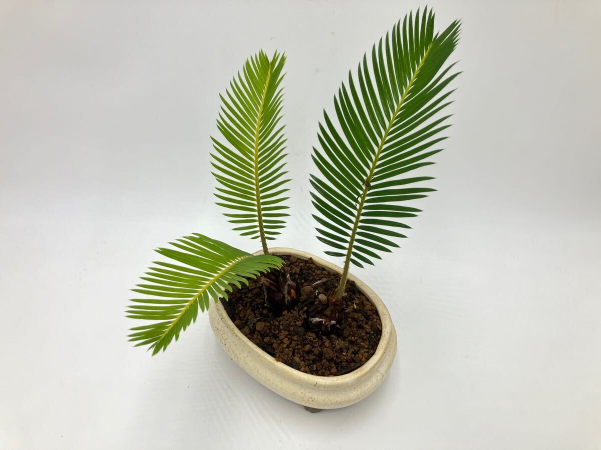  cycad decorative plant mini bonsai 5