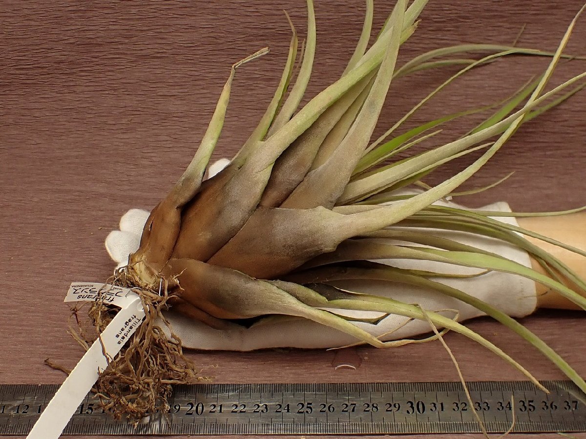 Tillandsia fragrans チランジア・フラグランス 582●エアプランツEC