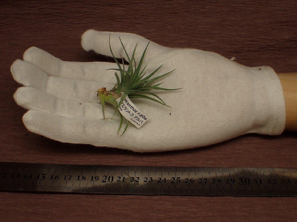 Tillandsia aeranthos v.alba チランジア・アエラントス アルバ 999■エアプランツPR