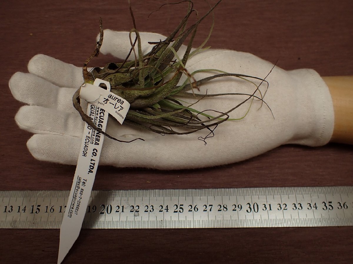 Tillandsia aurea チランジア・オーレア 574■エアプランツEC