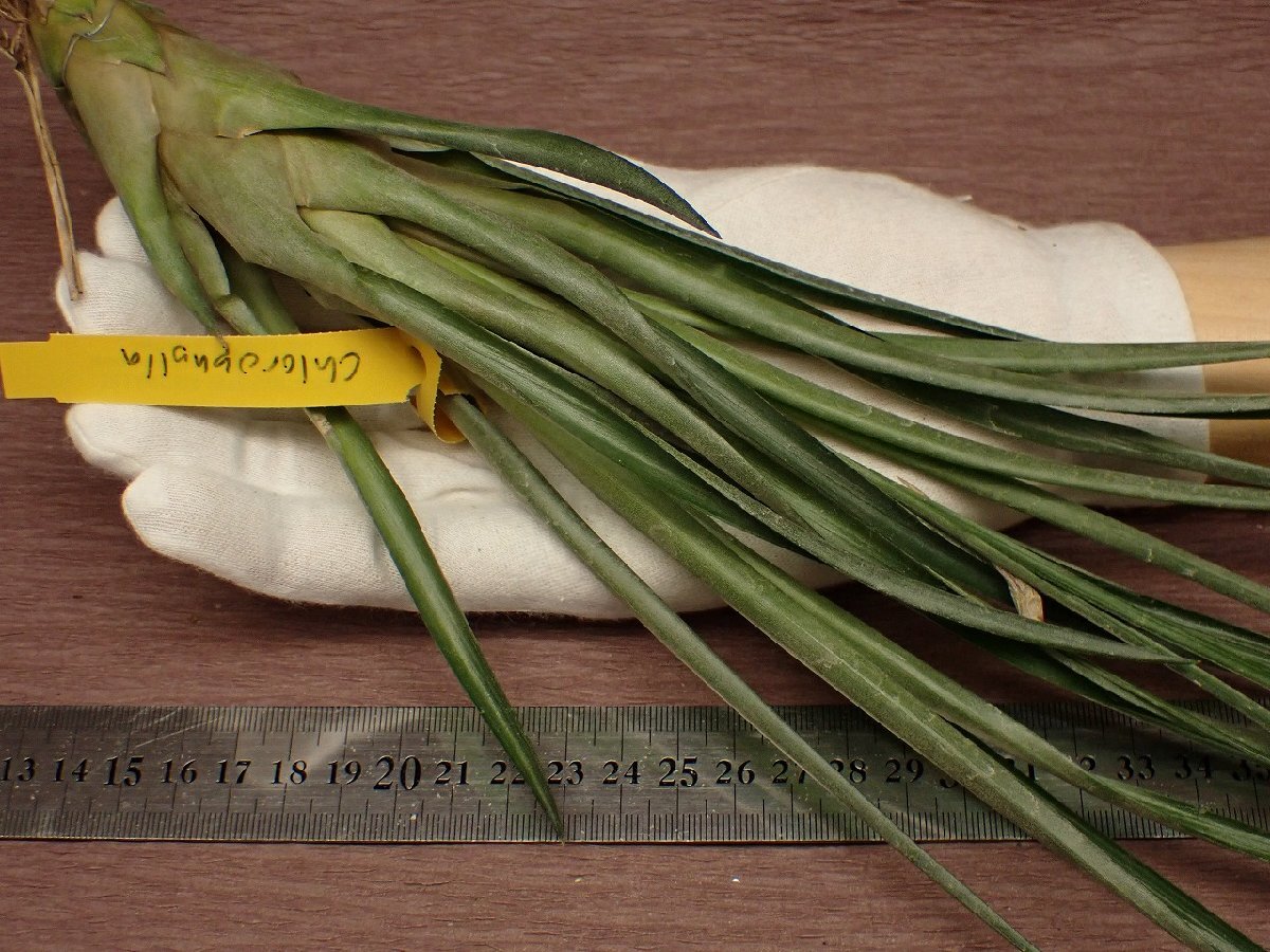 Tillandsia chlorophylla チランジア・クロロフィラ 079●エアプランツTI