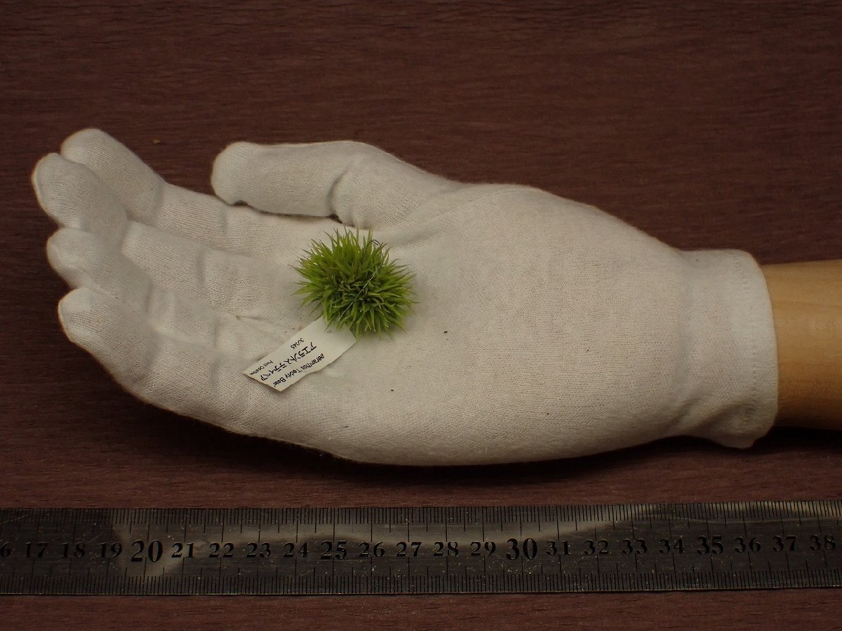 Tillandsia aeranthos 'Teddy Bear' チランジア・アエラントス テディベア 045★エアプランツTI
