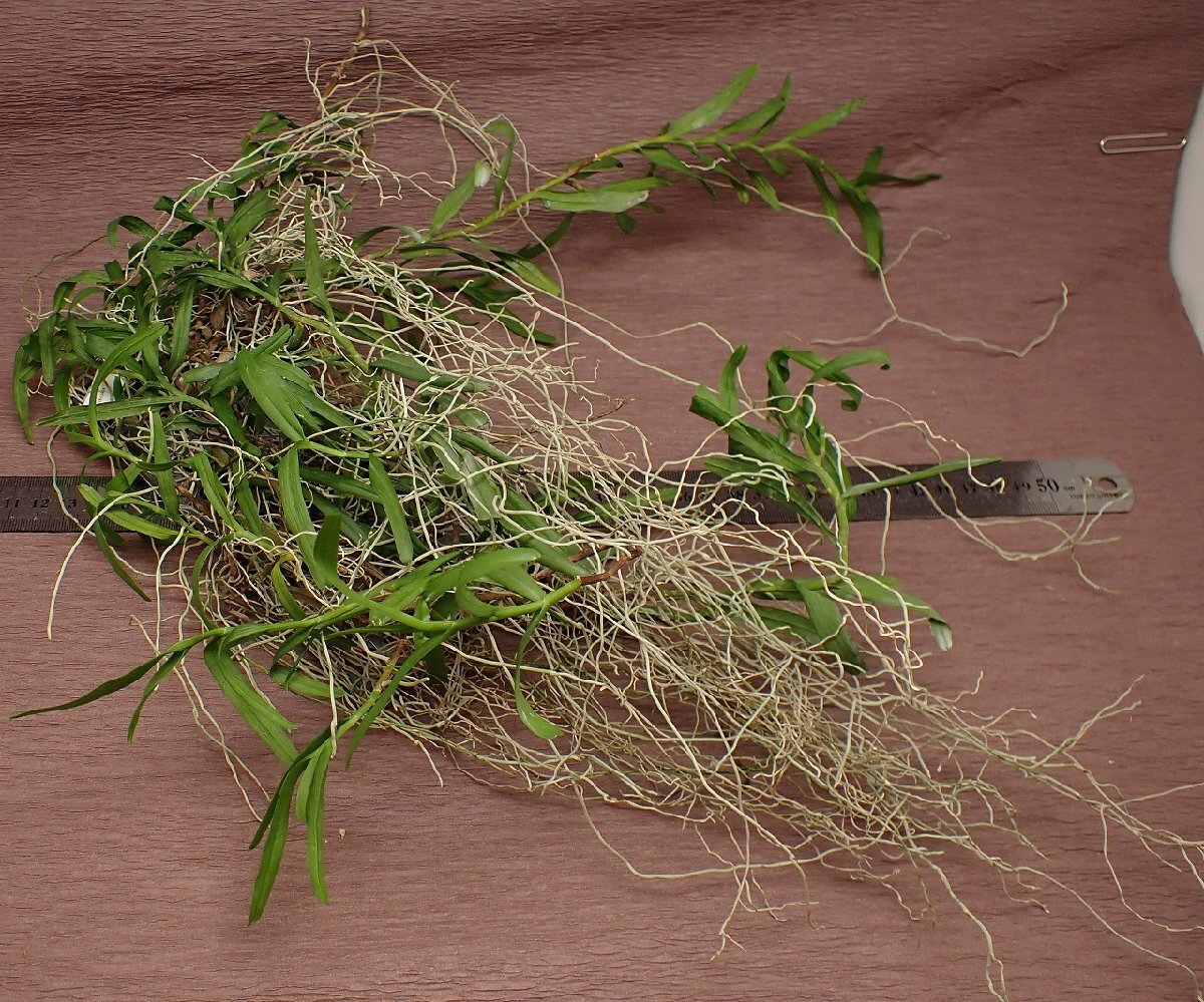 Thrixspermum trichoglottis トリックスペルマム・トリコグロッティス 565●ラン苗