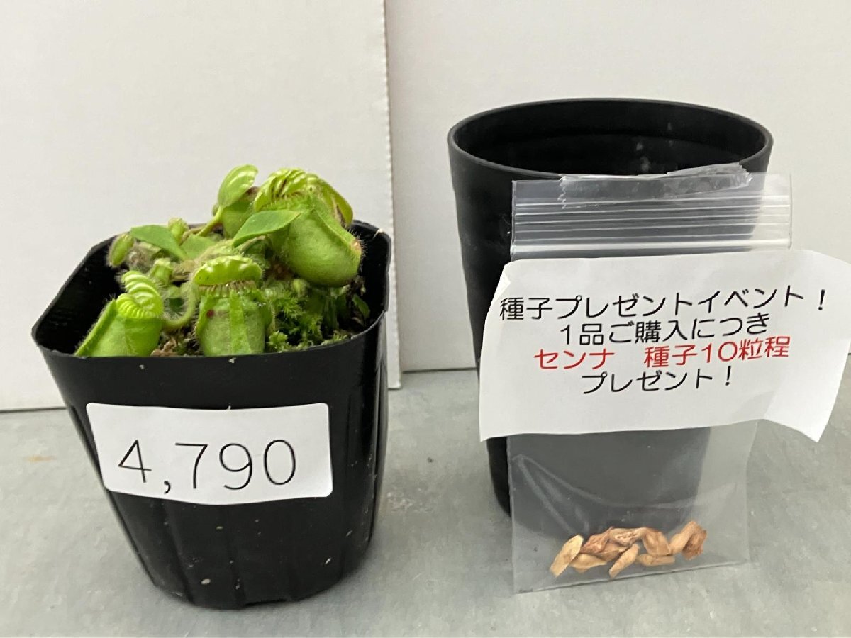 4790 「食虫植物」セファロタス フォリキュラリス【種子プレゼントイベント開催・Cephalotus follicularis・袋多数】