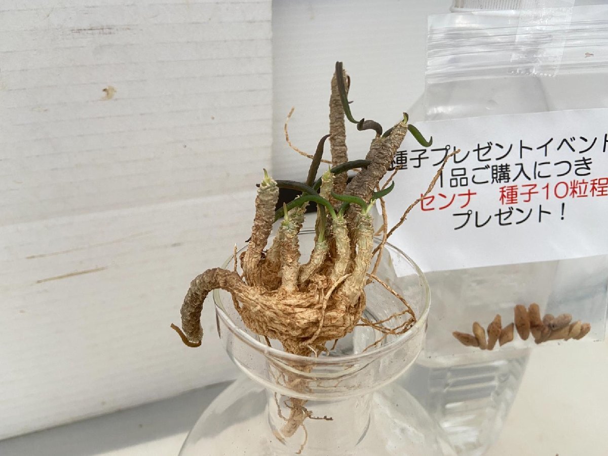 4560 「多肉植物」ユーフォルビア ワリンギアエ 抜き苗【種子プレゼントイベント開催・最新・Euphorbia waringiae】