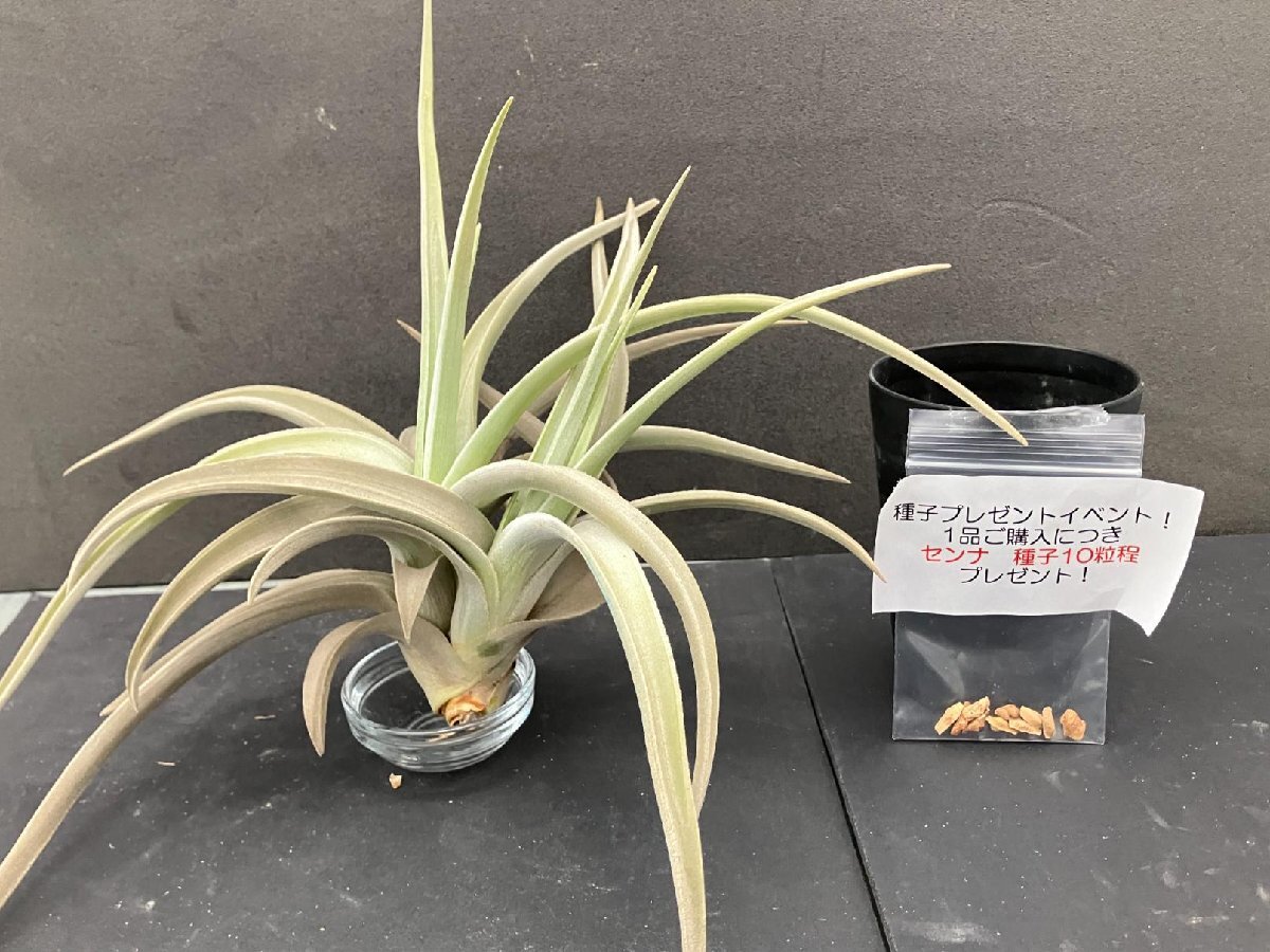 4766 「エアプランツ」tillandsia paleacea × lotteae 抜き苗【種子プレゼントイベント開催・希少・チランジア】